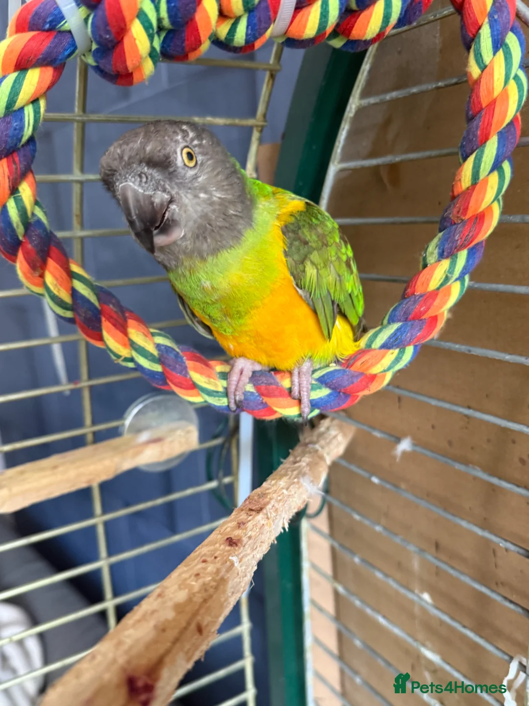 Parrots birds for sale: Senegal parrot in Sandbach - Advert 1