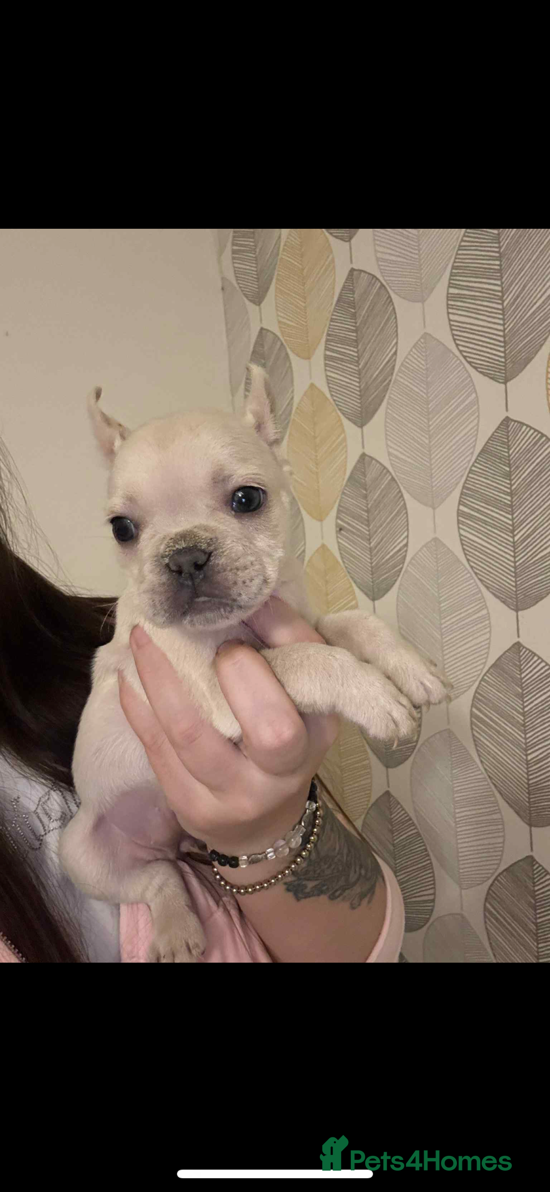 French Bulldog dogs for sale: French bulldog pups available Reduced‼️ - Advert 20
