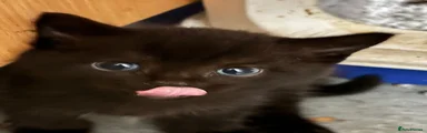 Mixed Breed Kitten 4
