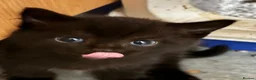 Mixed Breed cats for sale: The Most Adorable Kittens - Advert 29