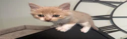 Mixed Breed cats for sale: 2 Beige and 2 Ginger kittens  - Advert 8