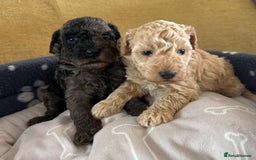 Miniature Poodle dogs for sale: Miniature Poodle Puppies  - Image 16