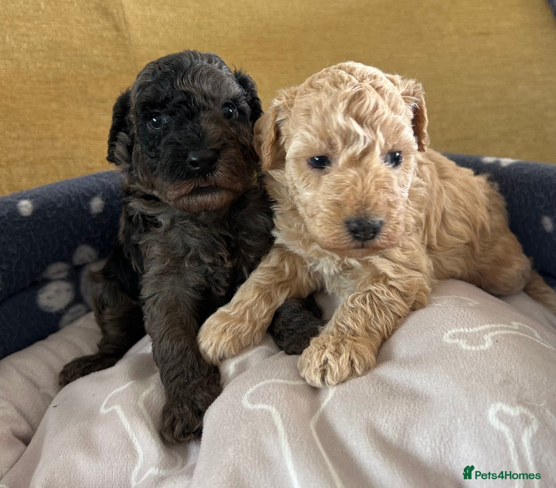 Miniature Poodle dogs for sale: Miniature Poodle Puppies  - Image 16