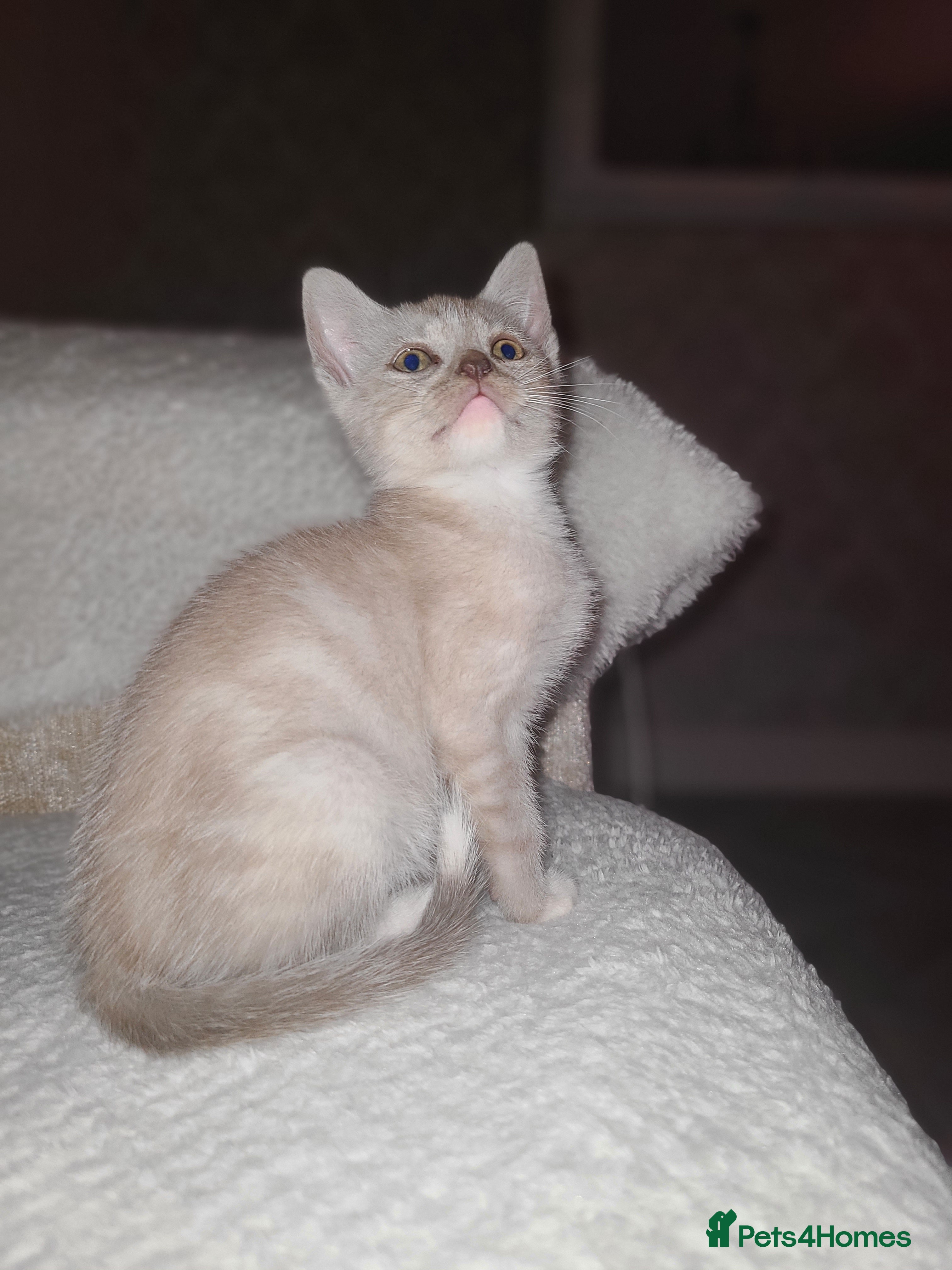 Mixed Breed cats Beautiful boy kitten available  - Advert 1