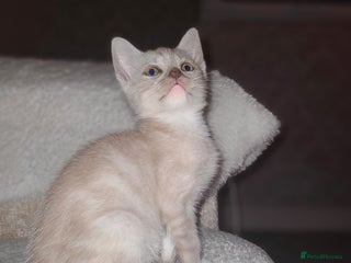 Mixed Breed cats Beautiful boy kitten available - Advert 1