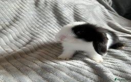 Mini Lop rabbits for sale: Mini Lop Bunnies - Image 10