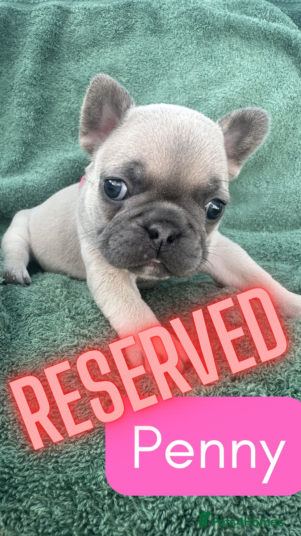 French Bulldog dogs French Bulldog puppies  - Advert 2
