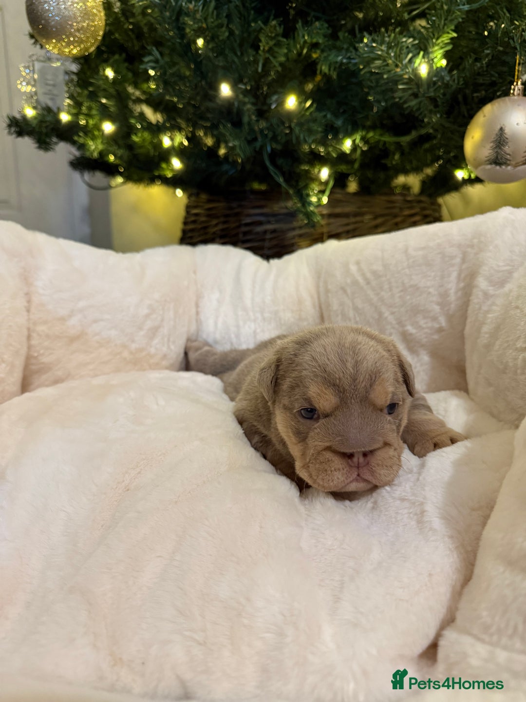 English Bulldog dogs for sale: English Bulldog Puppies Looking for Loving Homes🐶 - Image 15