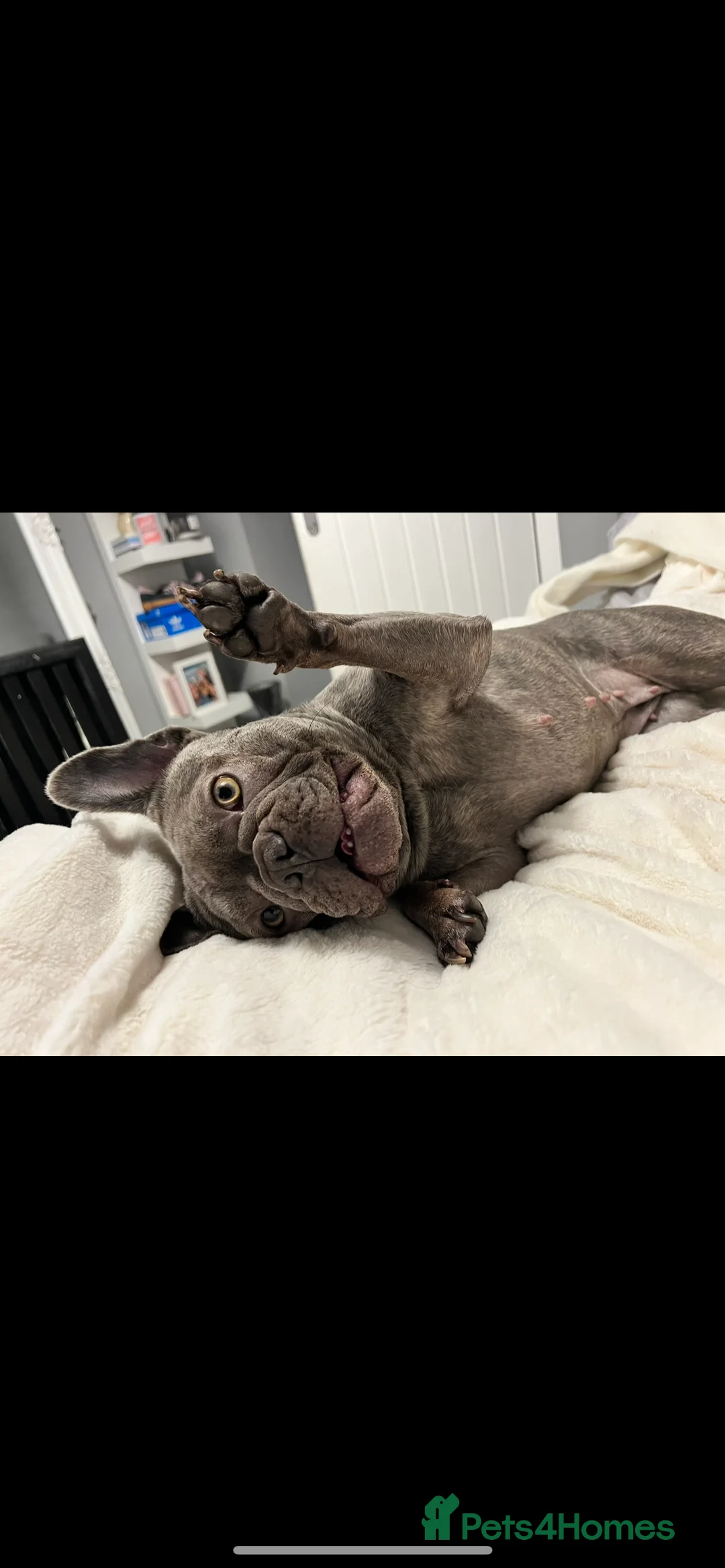 French Bulldog dogs for sale: French bulldog  - Advert 3