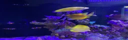 Shrimps fish for sale: Saltwater Marine Fish, complete set up - Advert 5