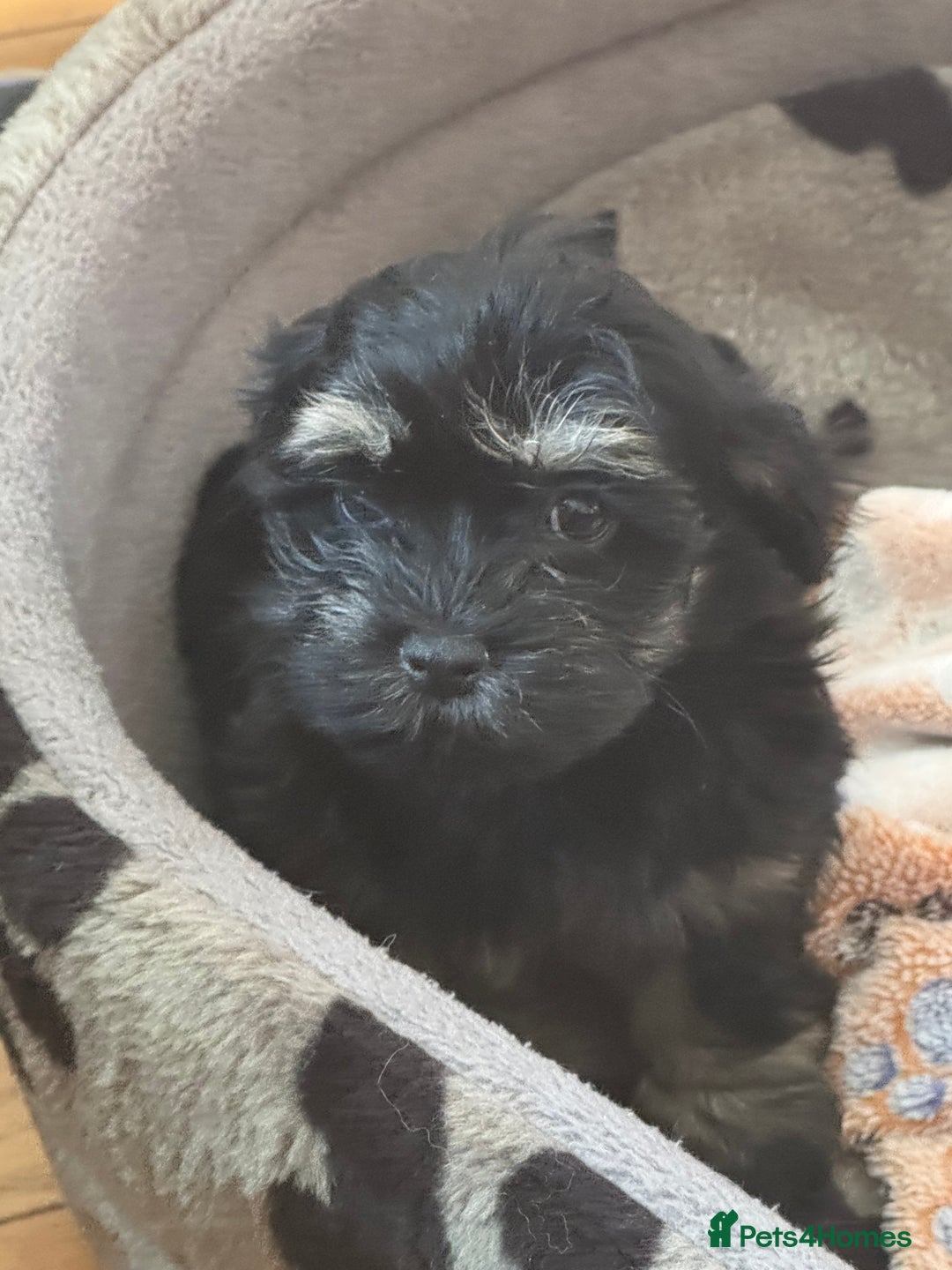 Havanese dogs for sale: Havanese Puppy Female - Advert 1