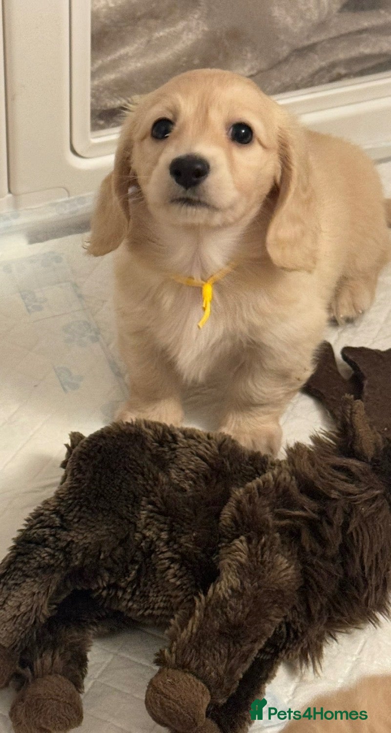 Miniature Dachshund dogs Dna colour tested true cream pups  - Advert 2