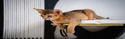 Abyssinian cats for sale: Stunning Wild Ruddy Abyssinian|TICA|Super friendly - Advert 23