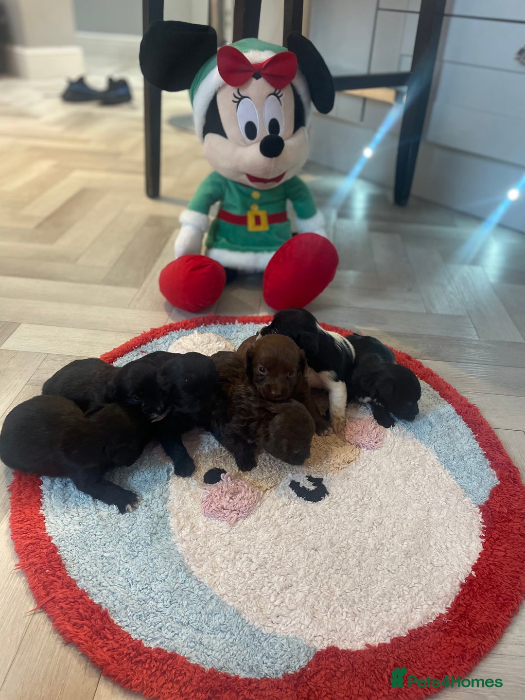 Cockapoo dogs for sale: Litter of beautiful cockapoo puppy’s  - Advert 8