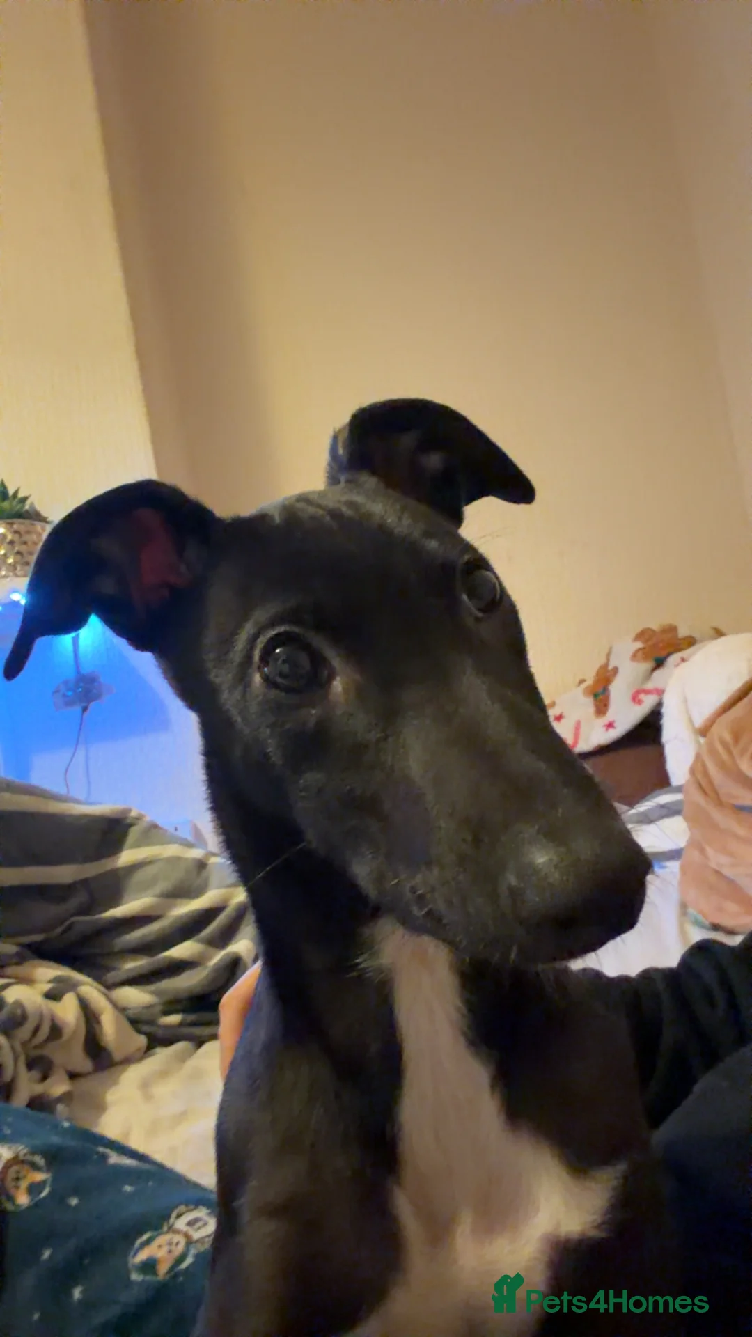 Lurcher dogs for sale: Lurcher Puppy - Advert 4