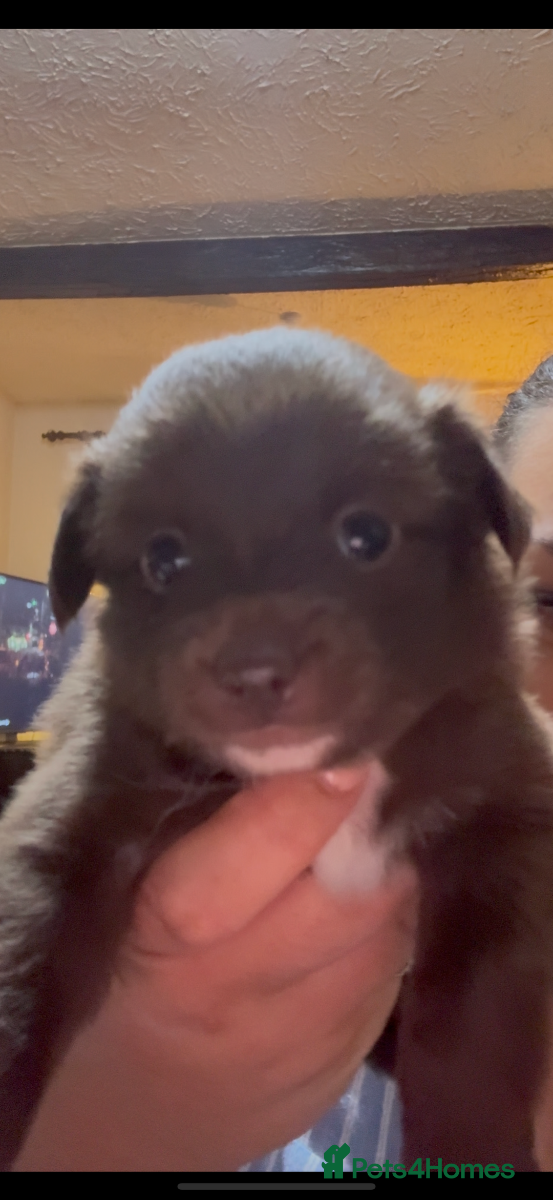 Pomchi dogs for sale: 💖 Beautiful Pomchi Pups 💖 - Image 9