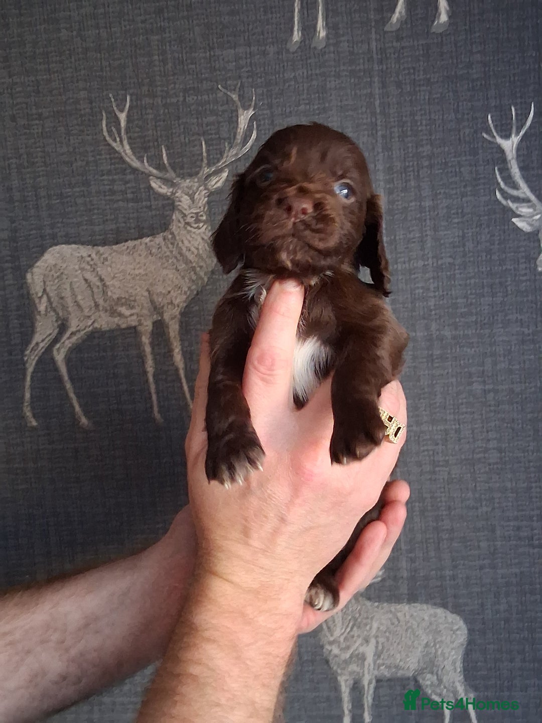 Cocker Spaniel dogs for sale: beautiful working cocker spaniels for sale - Advert 17