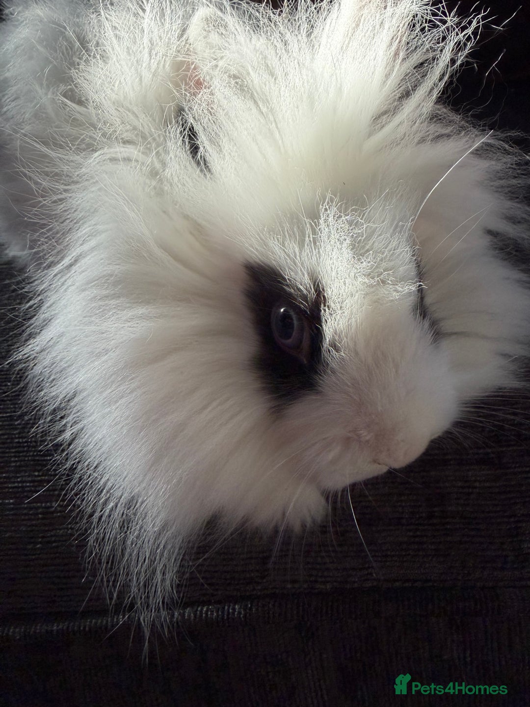 Lionhead rabbits for sale: Beautiful lion head baby rabbits.  - Advert 7