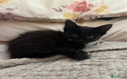British Shorthair cats for sale: Beautiful, friendly, playful kittens - Image 4