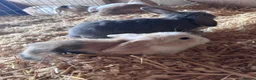 Mini Lop rabbits for sale: 5 beautiful bunnies for sale  - Advert 16