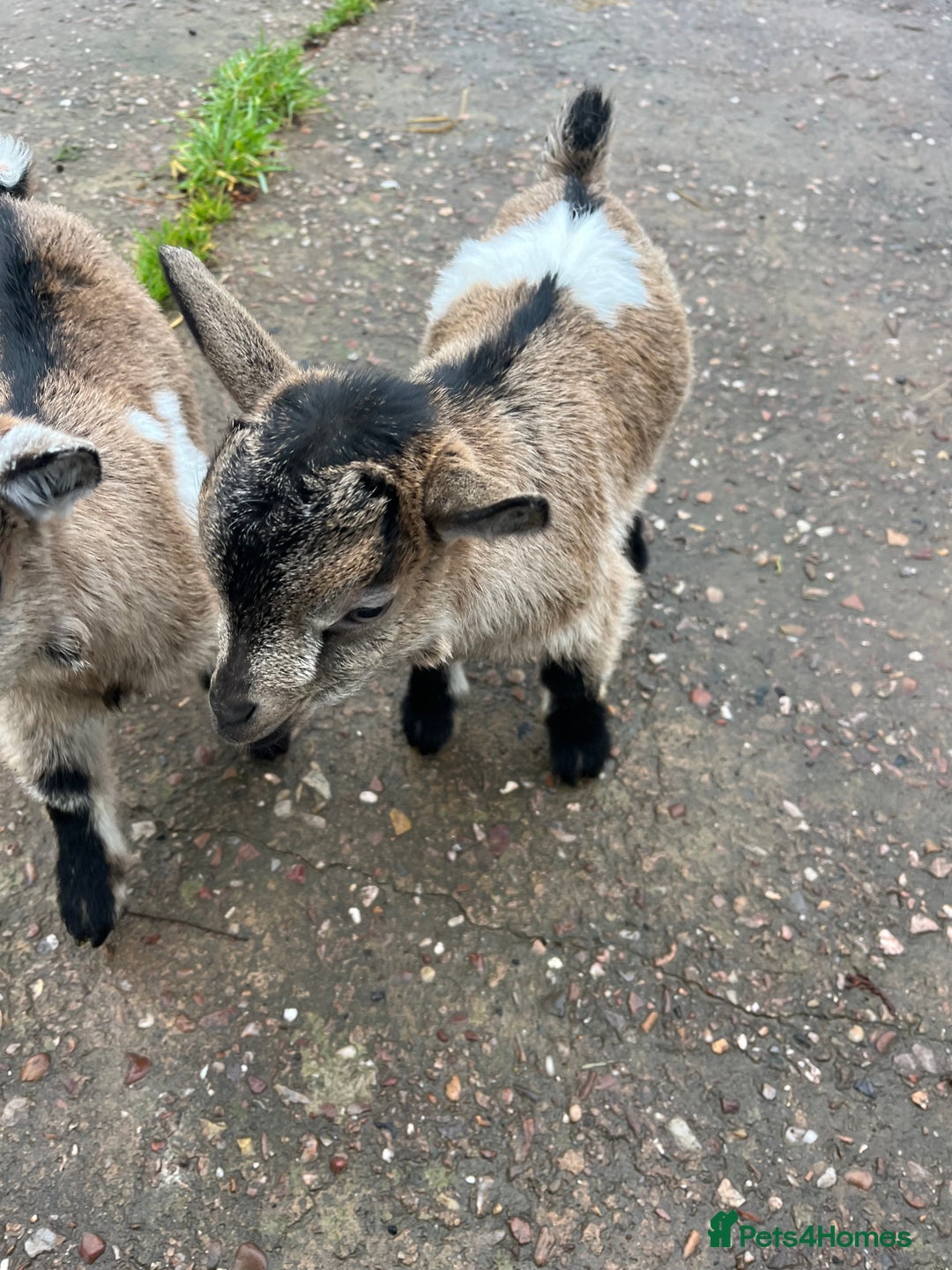 Goats livestock for sale: Pygmy Goat Kids  - Advert 4