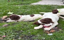 English Springer Spaniel dogs for sale: GAMEKEEPER BRED SPRINGER SPANIEL PUPS - Image 29