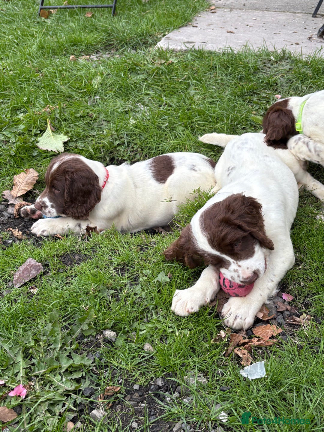 English Springer Spaniel dogs for sale: GAMEKEEPER BRED SPRINGER SPANIEL PUPS - Image 29