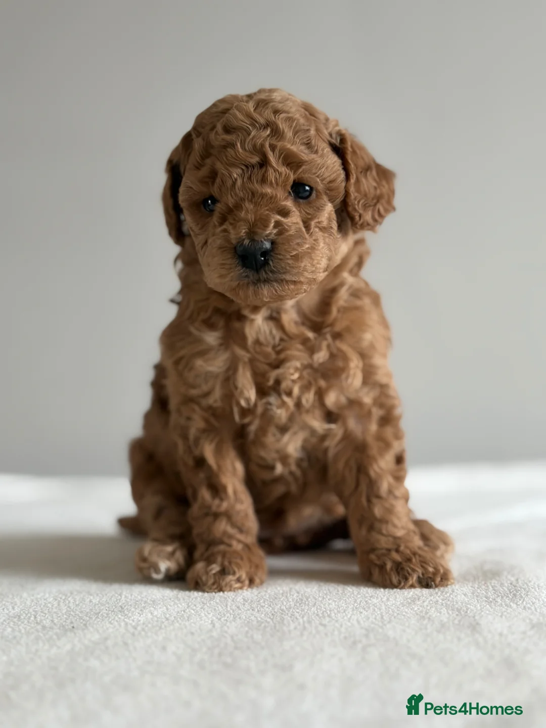 Cockapoo dogs for sale: Exquisite toy cockapoo  - Advert 1