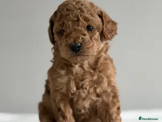 Cockapoo dogs Exquisite toy cockapoo - Advert 2