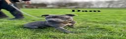 Staffordshire Bull Terrier dogs for sale: Billionaire bills pups  in Oldham - Advert 3
