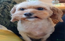 Cavapoo dogs for sale: Apricot Female Cavapoo 4 years old very loving - Advert 1