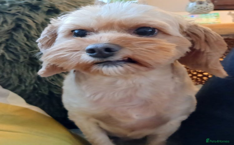 Cavapoo dogs Apricot Female Cavapoo 4 years old very loving - Advert 7