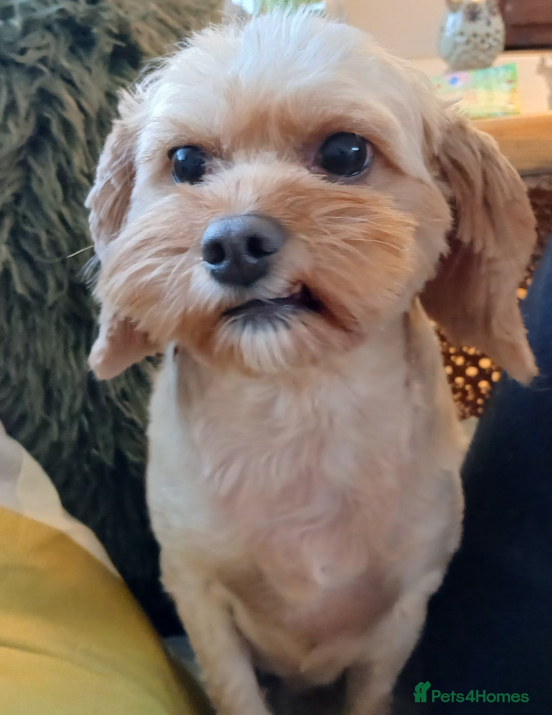 Cavapoo dogs for sale: Apricot Female Cavapoo 4 years old very loving - Advert 1