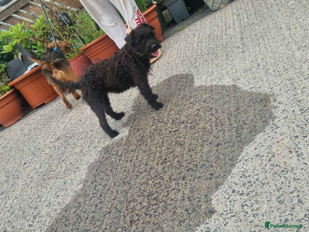 Lakeland Terrier dogs for sale: Lakeland terrier  - Advert 1