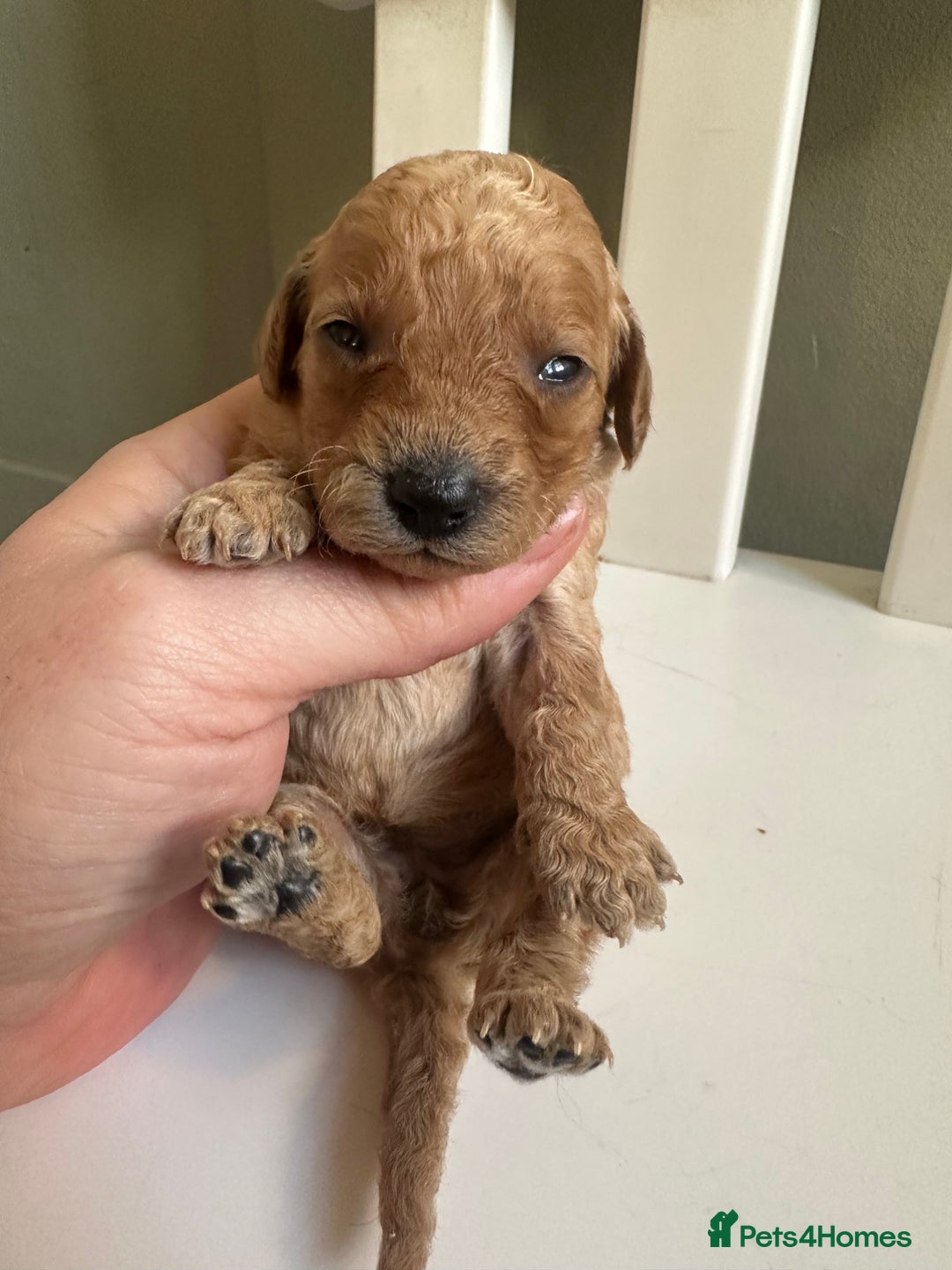 Goldendoodle dogs for sale: Miniature Goldendoodles - Ready Mid December  - Advert 11