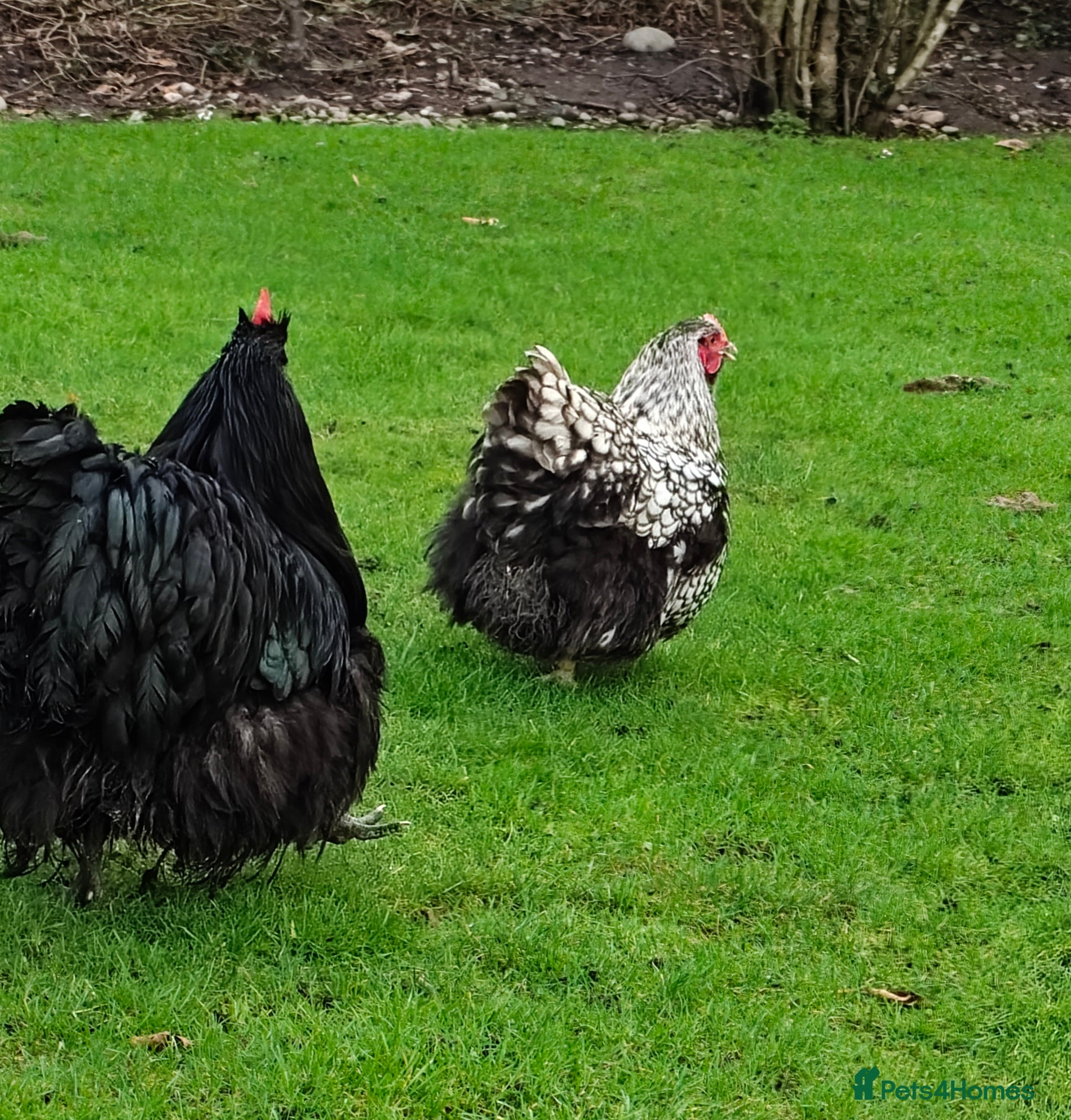 Ducks poultry Pair of Orpingtons Hens - Advert 16