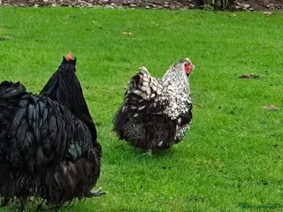 Ducks poultry Pair of Orpingtons Hens - Advert 16