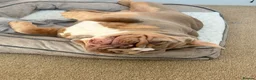 English Bulldog dogs for sale: 1 year old English Bulldog - Advert 4