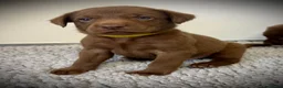 Labrador Retriever dogs for sale: RKC Registered Chocolate Labrador Puppies - Advert 6