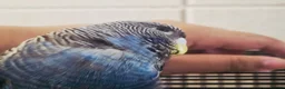 Budgerigars birds for sale: Rare Blackface Split Hago Budgies Available - Advert 4