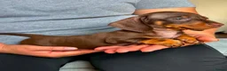 Miniature Dachshund dogs for sale: Miniature dachshund puppies - Advert 8
