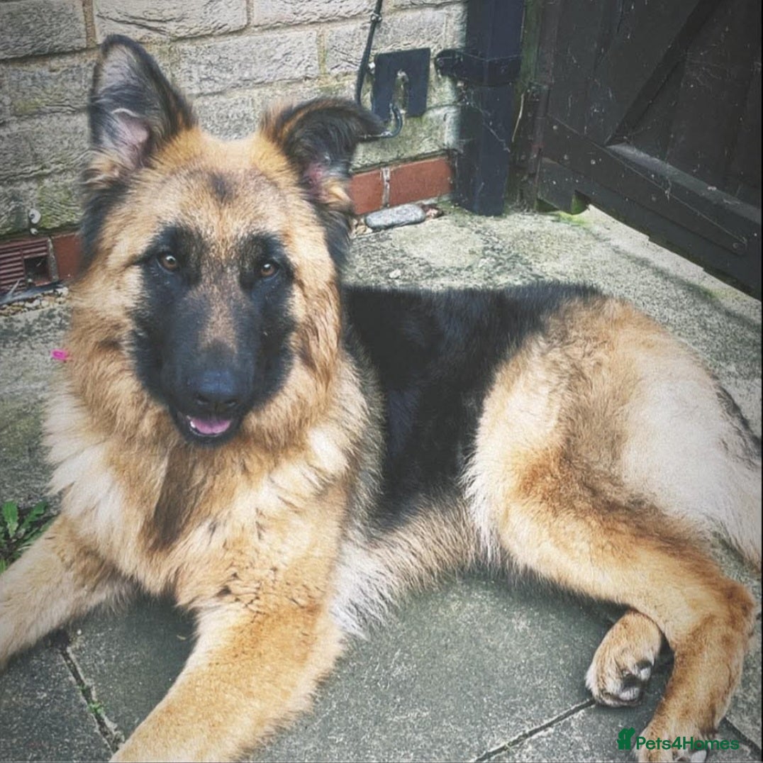 German Shepherd dogs German shepard female 9 months - Advert 6