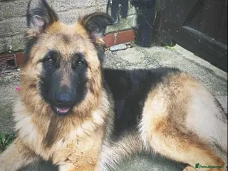 German Shepherd dogs German shepard female 9 months - Advert 13