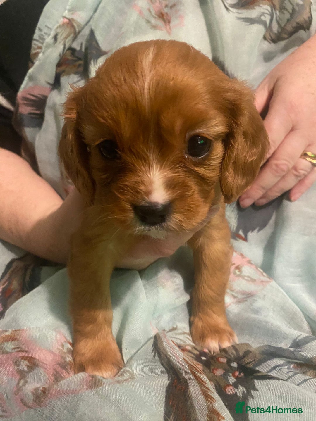Cavalier King Charles Spaniel dogs for sale: Cavalier King Charles Spaniel Puppies - Advert 5