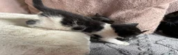 Mixed Breed cats for sale: 4 black and white kittens for sale  in Hebden Bridge - Advert 7