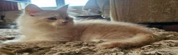 Maine Coon cats for sale: THIS LITTER ALL SOLD😸😸😸NEXT LTTER AUGUST 2026 - Advert 17
