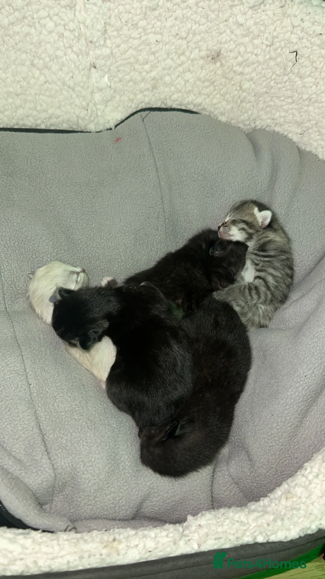 Mixed Breed cats for sale: 5 kittens for sale  - Advert 5