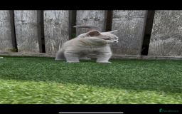 British Shorthair cats for sale: Chunky British shorthair kittens  - Image 13