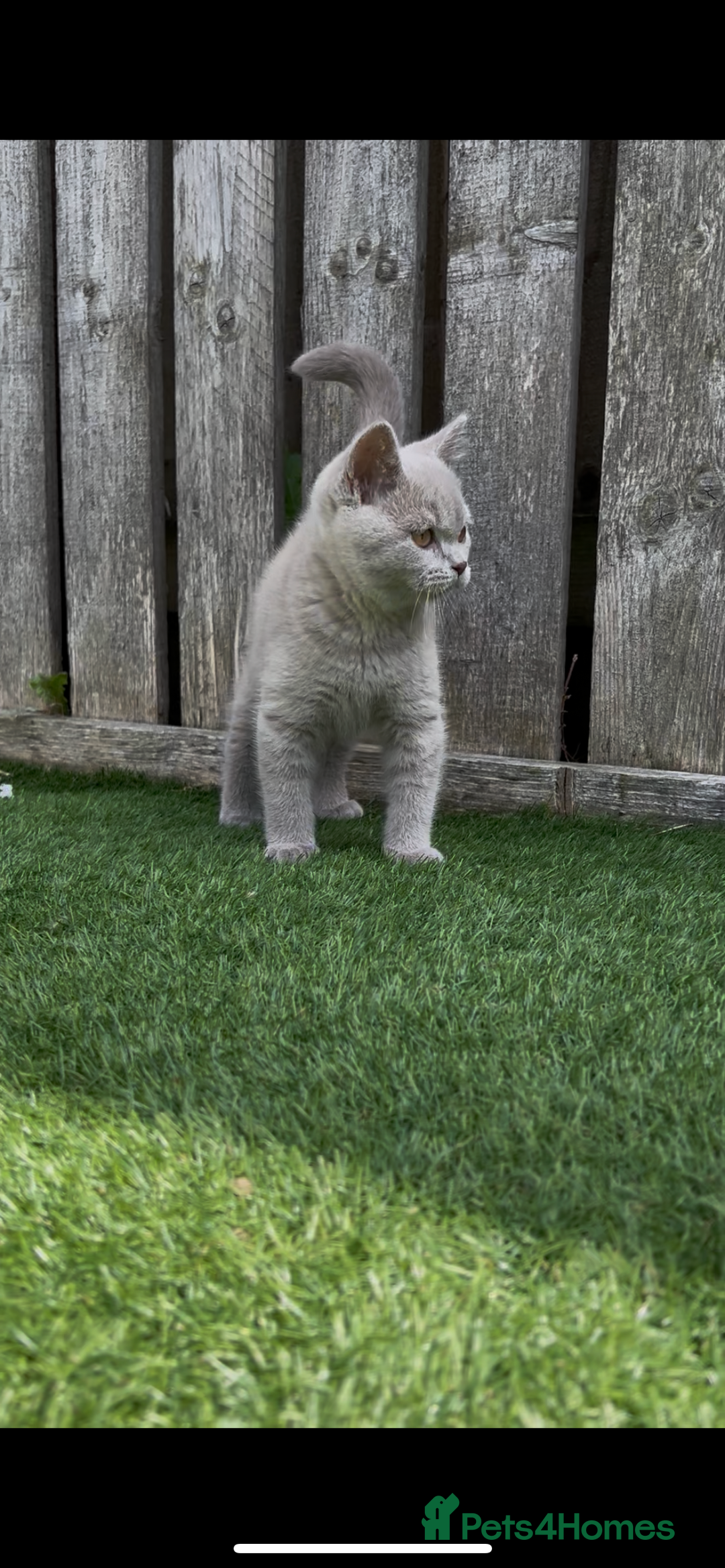 British Shorthair cats for sale: Chunky British shorthair kittens  - Image 13