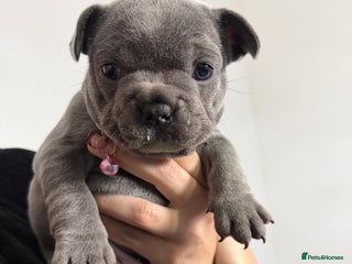 French Bulldog dogs - Advert 6